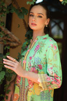 Picture of Vireya